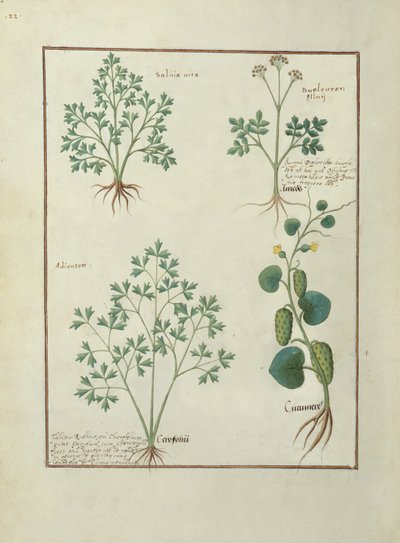 Fila superiore: Salvia e Bupleurum, illustrazione dal Libro delle Semplici Medicine di Mattheaus Platearius (m. c.1161) c.1470 da Robinet Testard